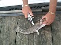 wayne white of fish tales guide service shows how to fillet a cat ... this ones for you chuck!