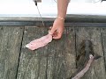 HOW2 to Fillet a Lake Hartwell Flat Head Catfish