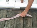 wayne white of fish tales guide service shows how to fillet a cat ... this ones for you chuck!