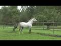 Pura Raza Española one in a lifetime mare