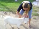 Canta Cabrito vai....kkkk Canta Cabrito vai....kkkk