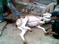 EID UL AZA cow qurbani by ANARI KASAI GULSHAN IQBAL 2009