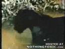 jaguar vs  anaconda