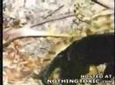 jaguar vs  anaconda