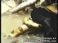 Un jaguar contra una anaconda