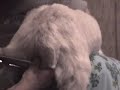 how to neuter a billy goat