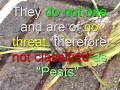 Can you guess this sound?  Have you ever seen a Cicada?  Here is an up close look at these singers, including Emergence footage.If you like, please pass this around and rate it.Also, please subscribe for more, from Mr. Herbert's Science class.