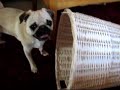 Pug Torture