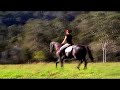 Stunning Black Hack Horse \"Shadow\"
