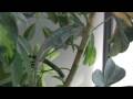 Nosy Be Panther Chameleon -  Bluto