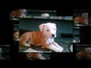 Litle pit bull