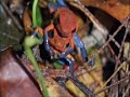 Poison Arrow Frogs Wrestling from  Life in Cold Blood