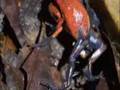 Poison Arrow Frogs Wrestling from  Life in Cold Blood