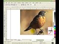 Changing Backgrounds in CorelDraw X3 Changing Backgrounds in CorelDraw X3