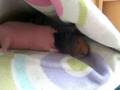 Tired Skinny Pig