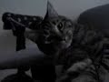 happy cat happy cat