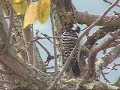Nuttal's woodpecker, Anna's hummingbird - Pajaro carpintero