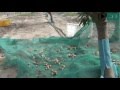Cosecharon almendras de calidad comercial en Sol Puntano
