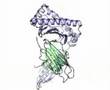 MHC class I - HLA A*0201 molecule