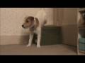 Back Legs Up - Skeeter @ 8 Months