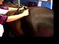 THOR LLLT Cold Laser Therapy for Horses Equine