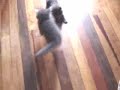 Briga de Gato