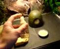 Beginers vivariums and feeding