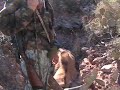 west texas aoudad