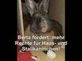 Kaninchen - Glücklich?