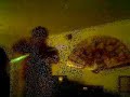 Glowsticking - Nunchucks- glowsticks Vegas