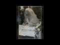Ultimate Wedding Photographer