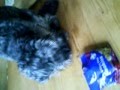 videos de dancing dog