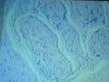histologia  tejidos con monge