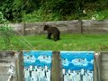 Lost Baby Brown  Bear Cub