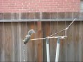 Day 5 Squirrel Obstacle Course Day 5 Squirrel Obstacle Course