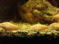 Albino Corys