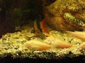 Albino Corys