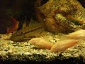 Albino Corys