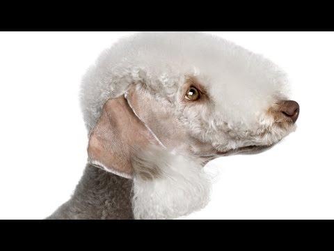 Dogs You Didn't Know Existed (VIDEO)
