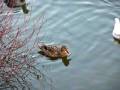 videos de Ducks & Seagulls