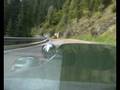 videos de Sylva Striker and Phoenix on the Stelvio pass