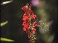 Female Ruby-Throated Hummingbird