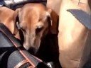 THE DACHSHUND PARADE.....a DOGumentary