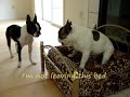 The Negotiation: Boston Terrier vs. French Bulldog