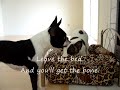 The Negotiation: Boston Terrier vs. French Bulldog The Negotiation: Boston Terrier vs. French Bulldog