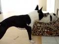 The Negotiation: Boston Terrier vs. French Bulldog