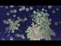 Alan Watts - What Is It To See?