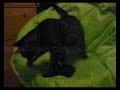 my cat the gamer ep 1 pt 1 my cat the gamer ep 1 pt 1