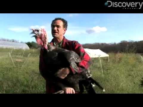 turkeys - Discovery-News.com: Turkeys are more than just Thanksgiving dinner. James Williams shares five reasons theyre our new favorite bird. For more science news st...