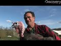 Top 5 Favorite Things About Turkeys Top 5 Favorite Things About Turkeys